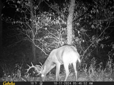 Cattle Farm with Hunting Opportunities in Dixon, MO - image 36
