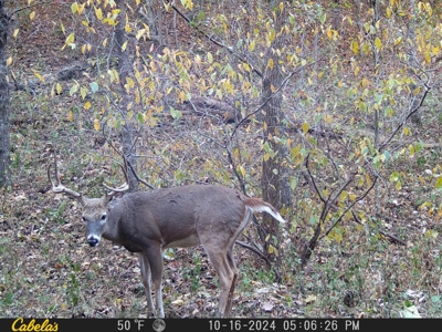 Cattle Farm with Hunting Opportunities in Dixon, MO - image 35