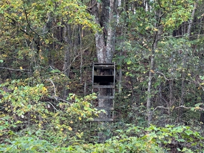 Cattle Farm with Hunting Opportunities in Dixon, MO - image 6