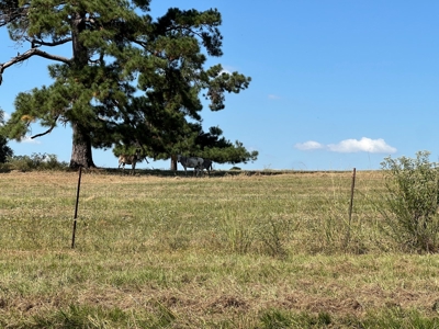 East Texas Ranch For Sale - image 14