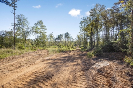 Small Hunting Tract in Amite County, MS - image 4