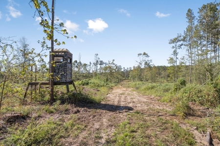 Small Hunting Tract in Amite County, MS - image 9