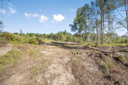Small Hunting Tract in Amite County, MS - image 5