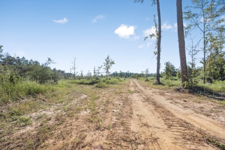 Small Hunting Tract in Amite County, MS - image 2