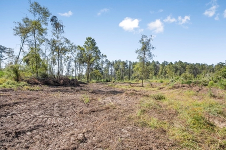 Small Hunting Tract in Amite County, MS - image 10