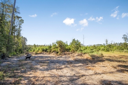 Small Hunting Tract in Amite County, MS - image 12