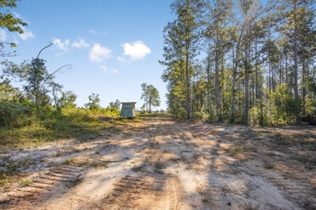 Small Hunting Tract in Amite County, MS - image 3