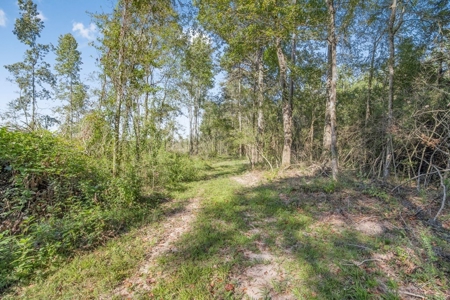 Small Hunting Tract in Amite County, MS - image 8