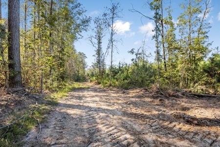 Small Hunting Tract in Amite County, MS - image 13