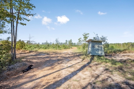 Small Hunting Tract in Amite County, MS - image 11