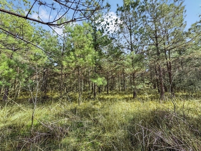 Turnkey Hunting Property in Catahoula Parish - image 43