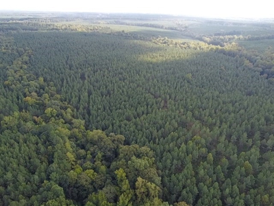 206 Acres on the Meherrin River – Hunting & Timber Land, VA - image 34