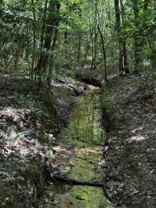 206 Acres on the Meherrin River – Hunting & Timber Land, VA - image 4