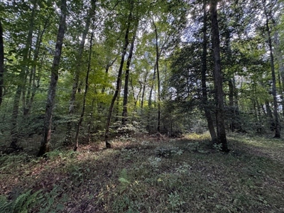 206 Acres on the Meherrin River – Hunting & Timber Land, VA - image 11