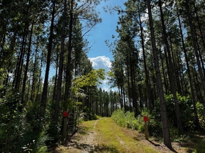 206 Acres on the Meherrin River – Hunting & Timber Land, VA - image 2