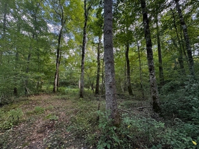 206 Acres on the Meherrin River – Hunting & Timber Land, VA - image 12