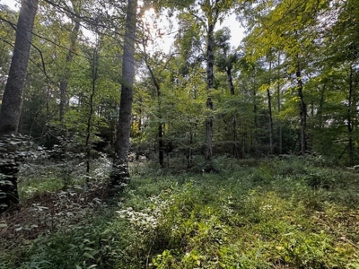 206 Acres on the Meherrin River – Hunting & Timber Land, VA - image 16
