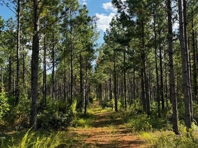 206 Acres on the Meherrin River – Hunting & Timber Land, VA - image 19