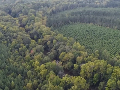 206 Acres on the Meherrin River – Hunting & Timber Land, VA - image 32