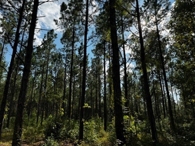 206 Acres on the Meherrin River – Hunting & Timber Land, VA - image 20