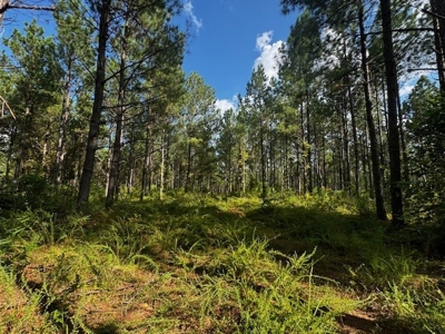 206 Acres on the Meherrin River – Hunting & Timber Land, VA - image 23