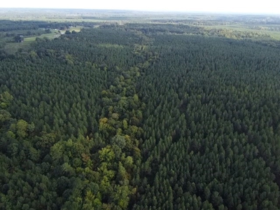 206 Acres on the Meherrin River – Hunting & Timber Land, VA - image 35