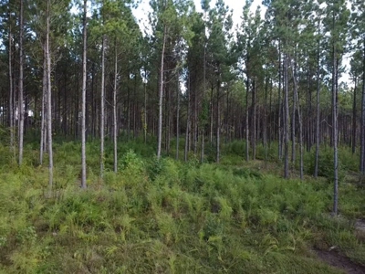 206 Acres on the Meherrin River – Hunting & Timber Land, VA - image 26