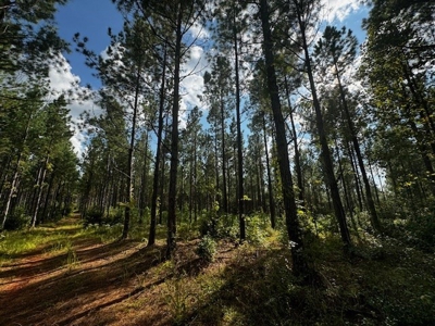 206 Acres on the Meherrin River – Hunting & Timber Land, VA - image 22