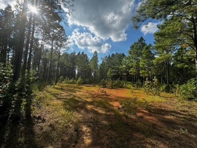 206 Acres on the Meherrin River – Hunting & Timber Land, VA - image 25