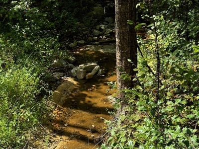 206 Acres on the Meherrin River – Hunting & Timber Land, VA - image 3