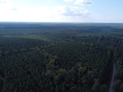 206 Acres on the Meherrin River – Hunting & Timber Land, VA - image 28