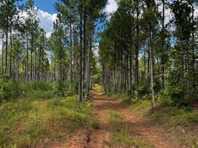 206 Acres on the Meherrin River – Hunting & Timber Land, VA - image 10