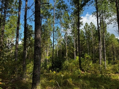 206 Acres on the Meherrin River – Hunting & Timber Land, VA - image 21