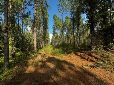 206 Acres on the Meherrin River – Hunting & Timber Land, VA - image 24