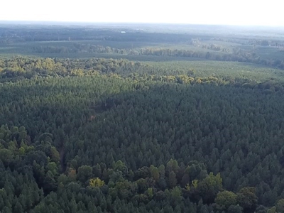 206 Acres on the Meherrin River – Hunting & Timber Land, VA - image 31