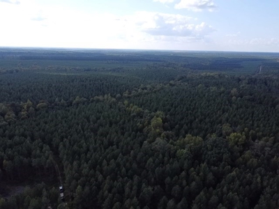 206 Acres on the Meherrin River – Hunting & Timber Land, VA - image 27