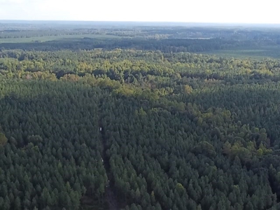206 Acres on the Meherrin River – Hunting & Timber Land, VA - image 30