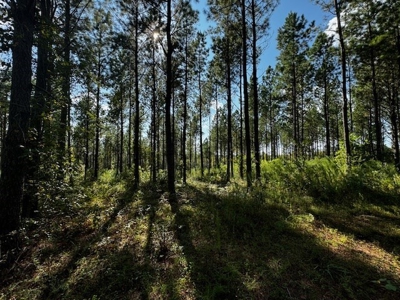 206 Acres on the Meherrin River – Hunting & Timber Land, VA - image 18