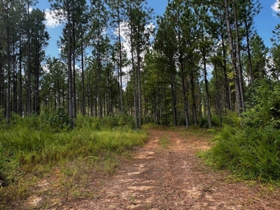 206 Acres on the Meherrin River – Hunting & Timber Land, VA - image 9