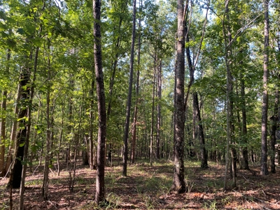 Hunting Camp For Sale In Tn. Cabin & Storage, 58 Acres+/- - image 23