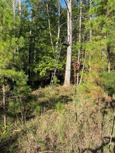 Hunting Camp For Sale In Tn. Cabin & Storage, 58 Acres+/- - image 5