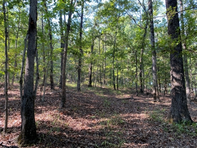Hunting Camp For Sale In Tn. Cabin & Storage, 58 Acres+/- - image 27