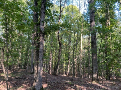 Hunting Camp For Sale In Tn. Cabin & Storage, 58 Acres+/- - image 20