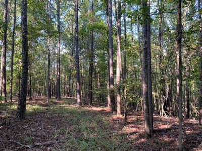 Hunting Camp For Sale In Tn. Cabin & Storage, 58 Acres+/- - image 22