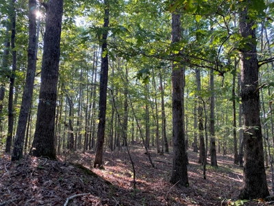 Hunting Camp For Sale In Tn. Cabin & Storage, 58 Acres+/- - image 32