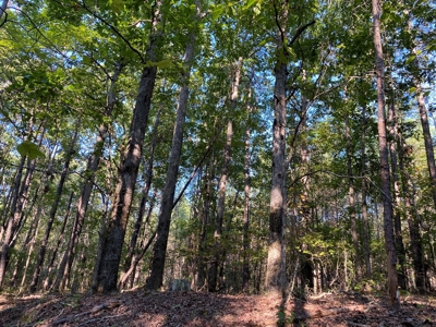 Hunting Camp For Sale In Tn. Cabin & Storage, 58 Acres+/- - image 6