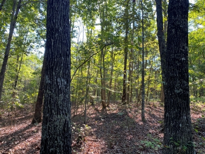 Hunting Camp For Sale In Tn. Cabin & Storage, 58 Acres+/- - image 28