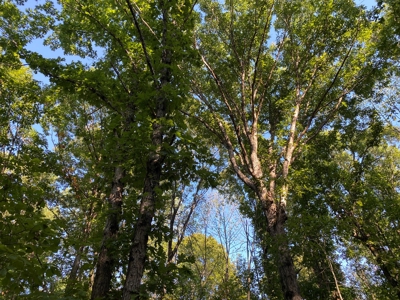 Hunting Camp For Sale In Tn. Cabin & Storage, 58 Acres+/- - image 8