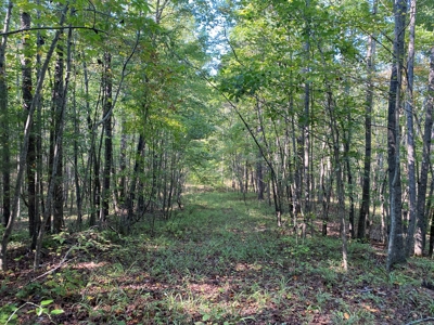 Hunting Camp For Sale In Tn. Cabin & Storage, 58 Acres+/- - image 2