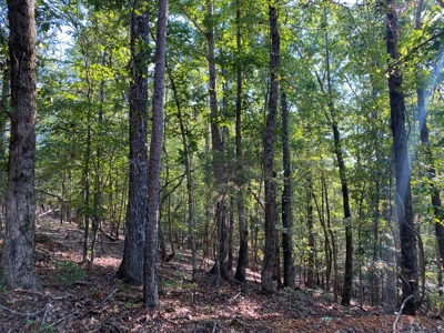 Hunting Camp For Sale In Tn. Cabin & Storage, 58 Acres+/- - image 30